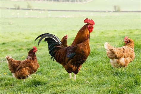 Known to be one of the gentlest of breeds, Orpingtons are easy to manage, very friendly, cold hardy birds that tend to be broody, are great setters and make excellent mothers. . Free chickens near me